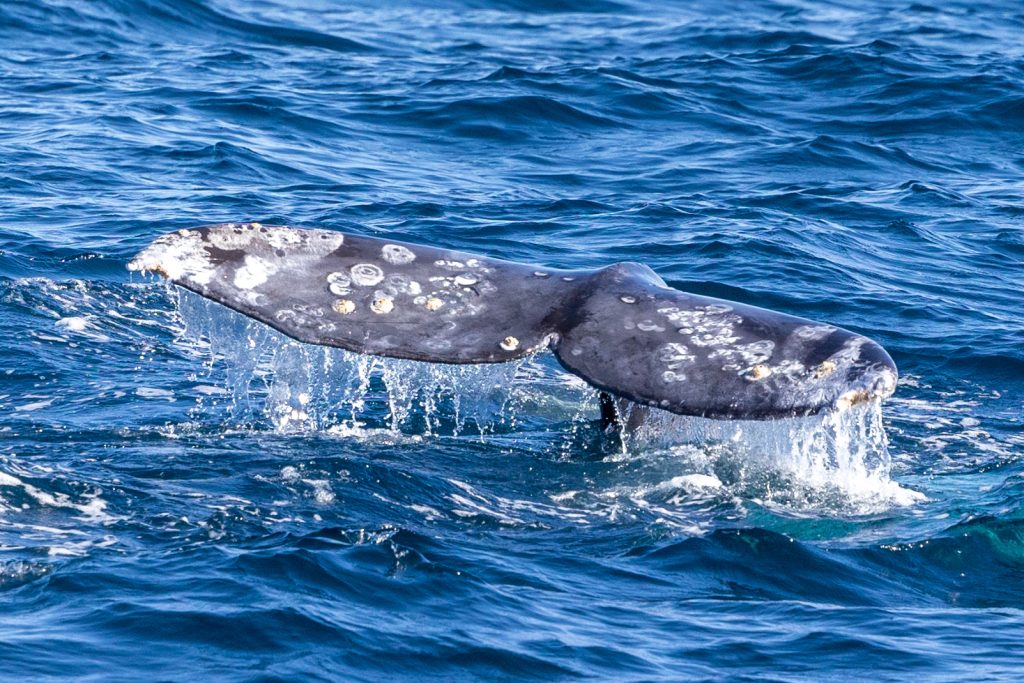 217A4805 | San Diego Whale Watch 5