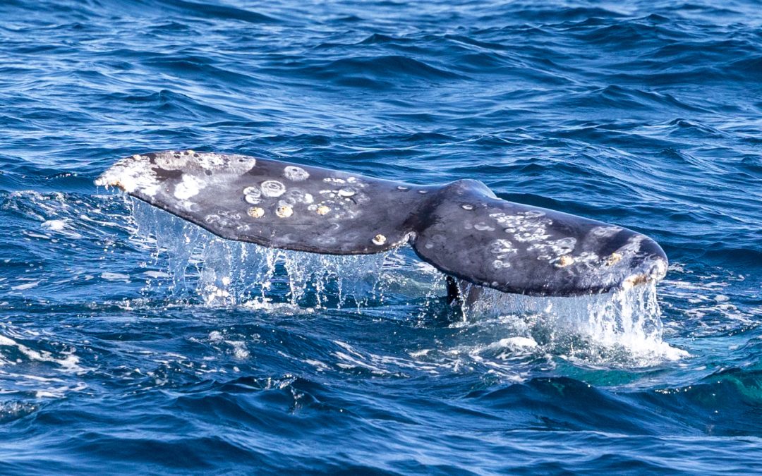 A young gray whale surfacing near La Jolla's kelp forest, accompanied by a pod of long-beaked common dolphins, during our gray whale season adventure.