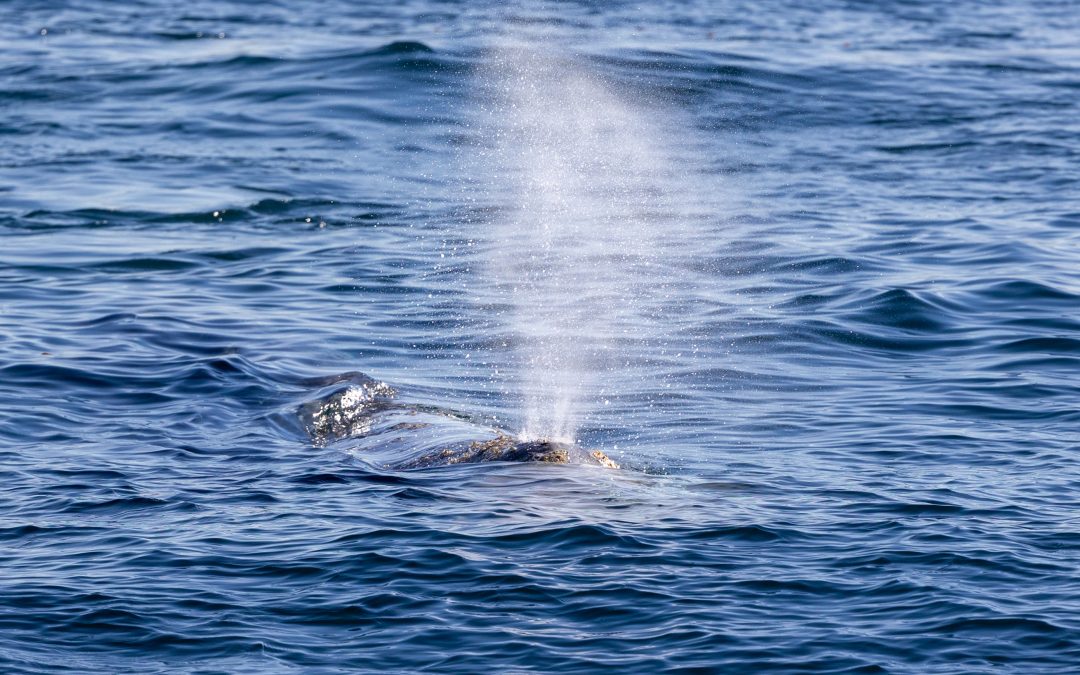 Sunny Seas Adventure: Dolphins, Gray Whales, and Glassy Waters Await! – December 15, 2023