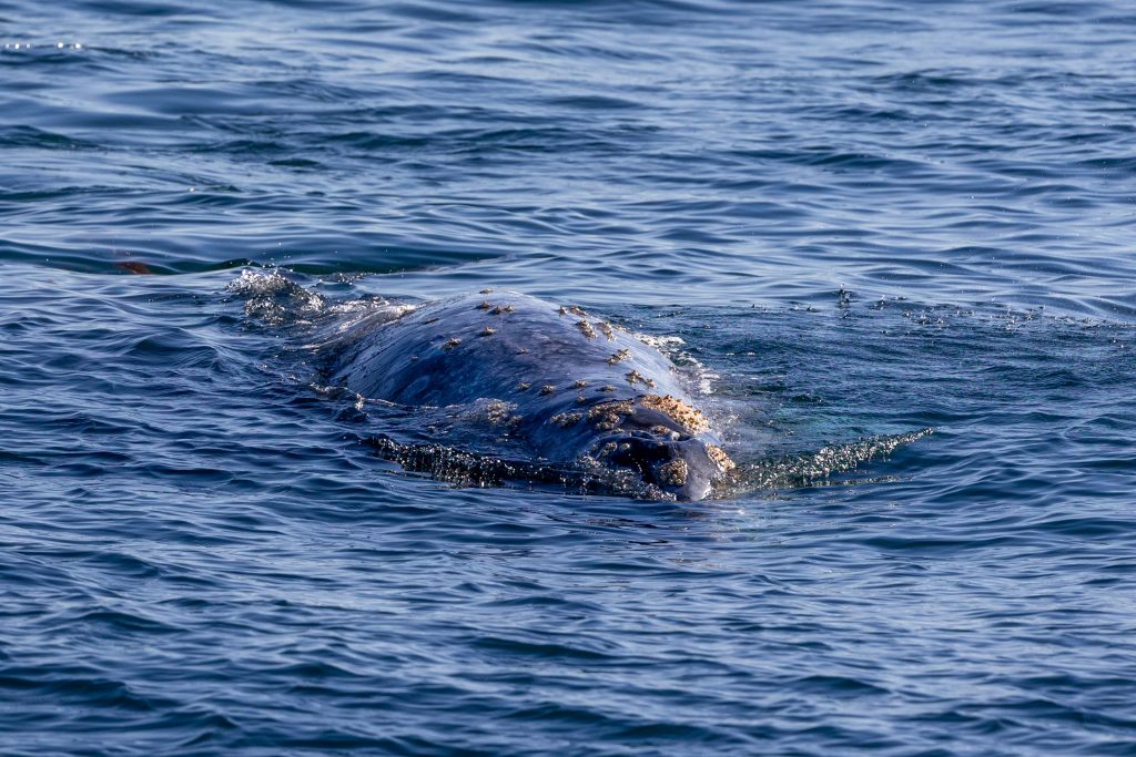 217A5926 | San Diego Whale Watch 1