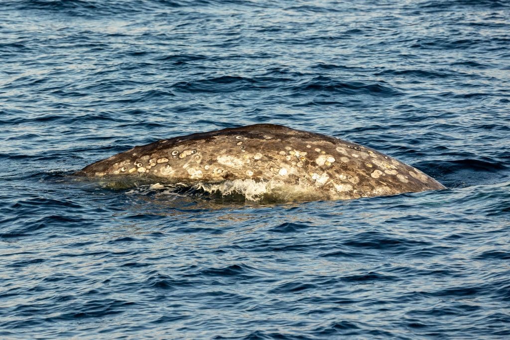 217A5978 | San Diego Whale Watch 6