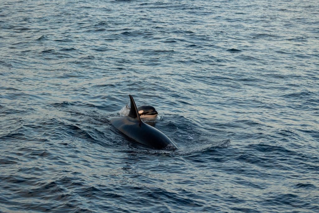 Unforgettable Christmas at Sea: Killer Whales and Dolphin Spectacle