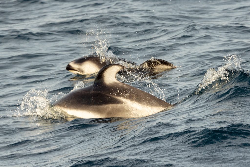 Pacific White-Sided Dolphins and a Gray Whale Extravaganza