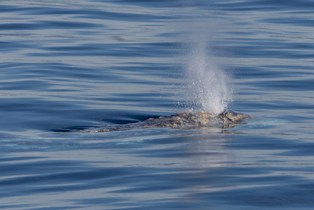 AMAZING looks at this gray whale
