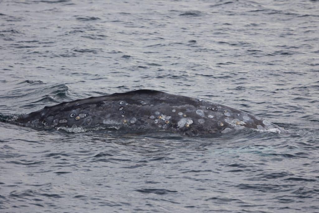 217A8379 | San Diego Whale Watch 5