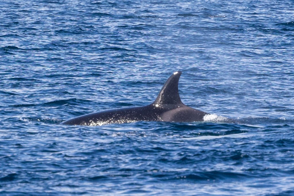 217A8700 | San Diego Whale Watch 2