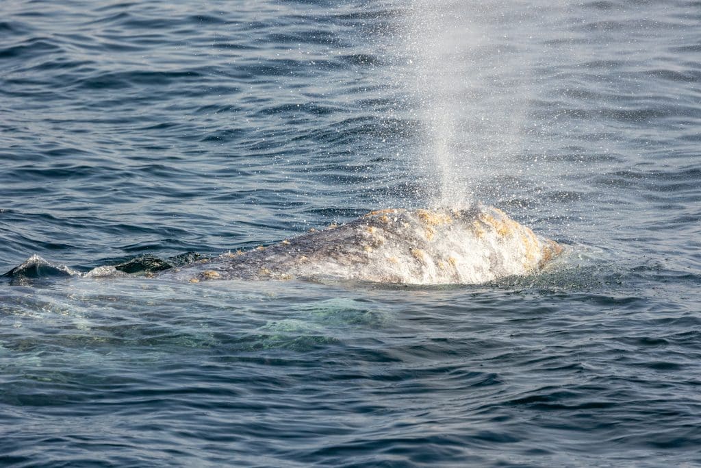 Thrilling Pacific Adventure: Chasing Waves and Gray Whales