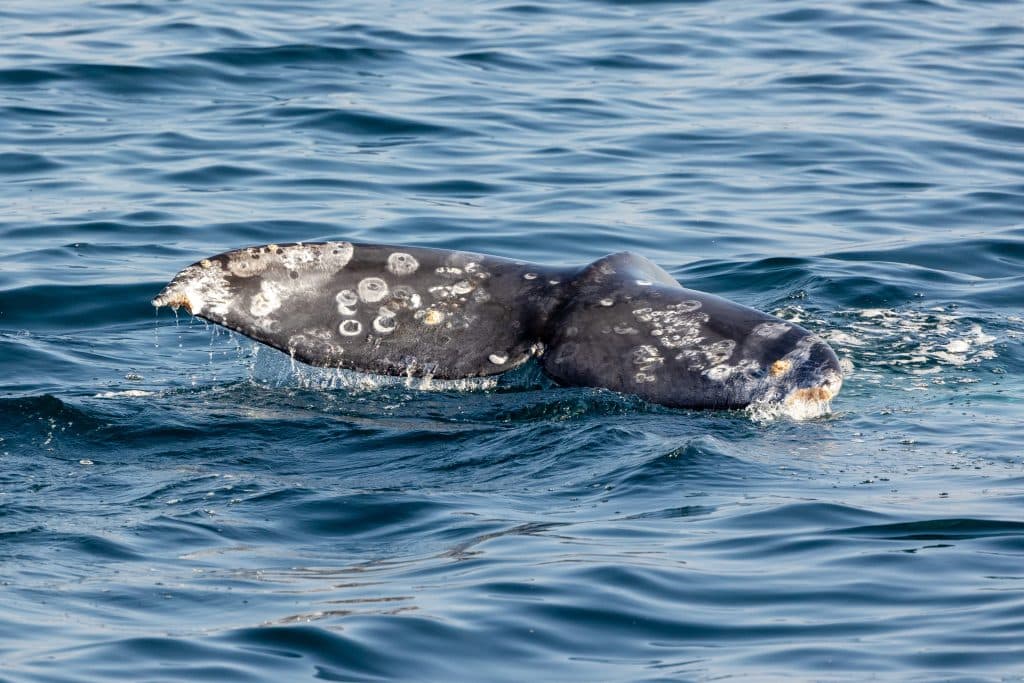 Thrilling Pacific Adventure: Chasing Waves and Gray Whales