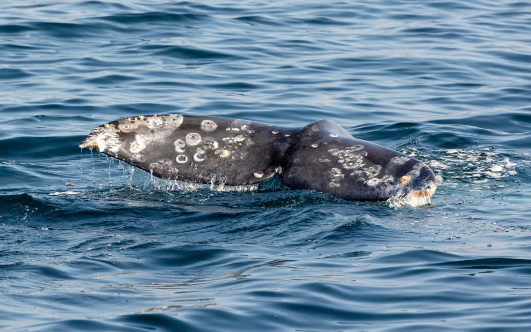 Chasing Waves and Gray Whales – December 28, 2023