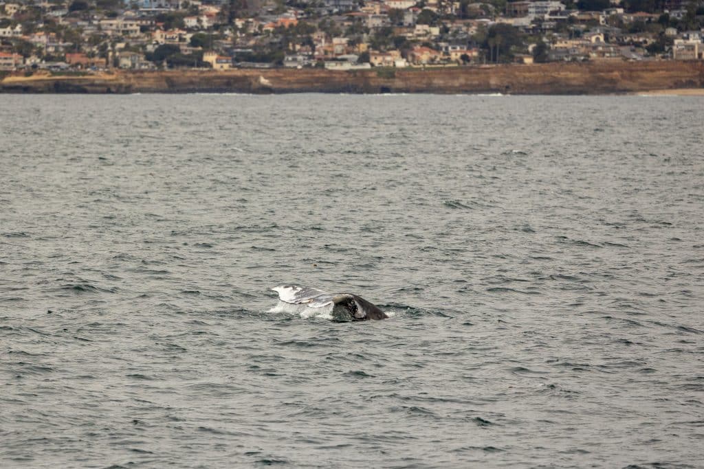 217A9798 | San Diego Whale Watch 16