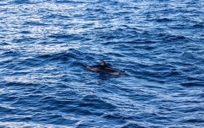 Winter Wonders: Pacific White Sided Dolphins Delight at Sunset – December 22, 2023
