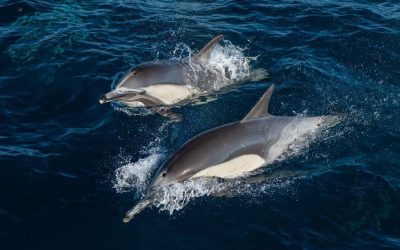 Christmas Dolphins and Whales Extravaganza: A Sunny Pacific Adventure! – December 24, 2023