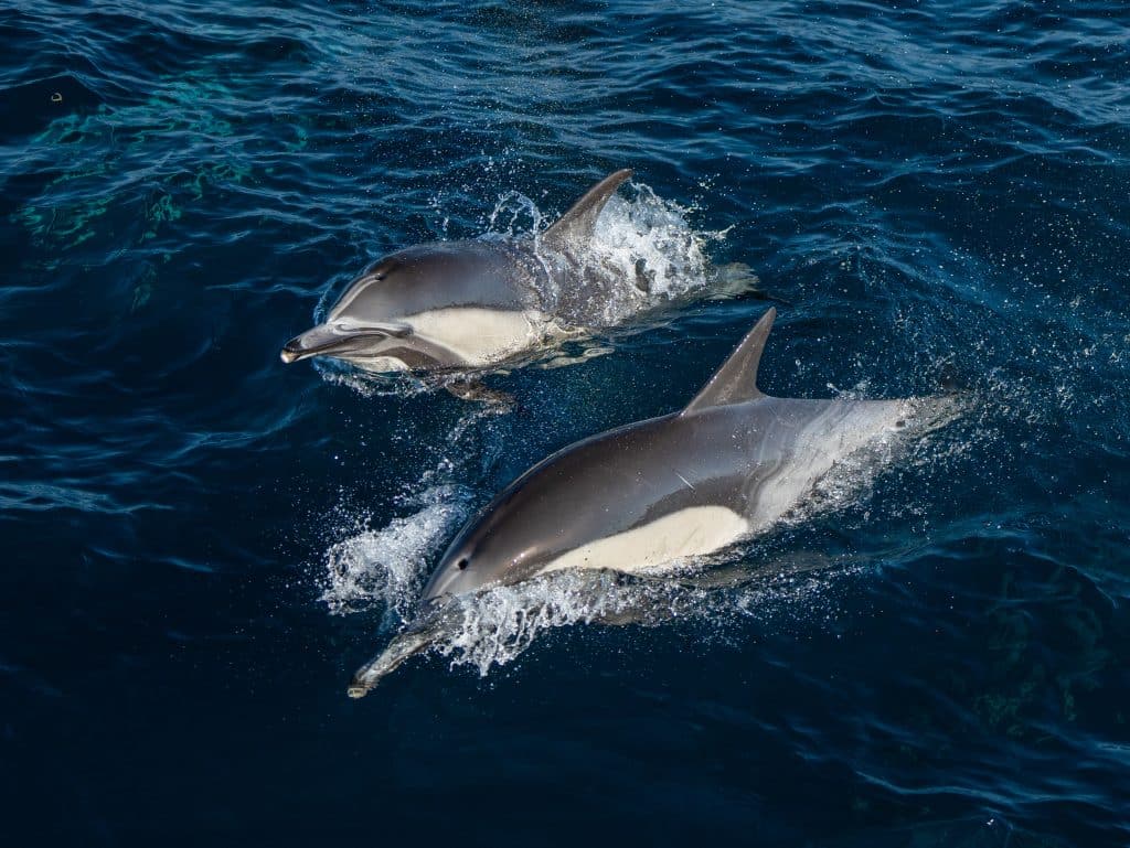 Christmas Dolphins and Whales Extravaganza: A Sunny Pacific Adventure!