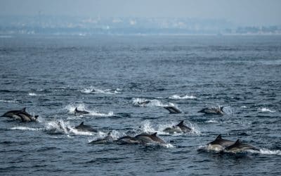 Mesmerizing Dolphin Stampede and Sunset Delights at SeaDecember – 27, 2023