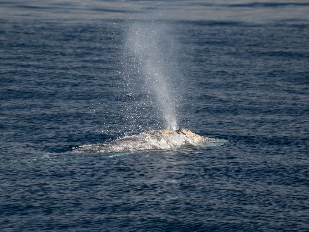 DSC9571 | San Diego Whale Watch 11