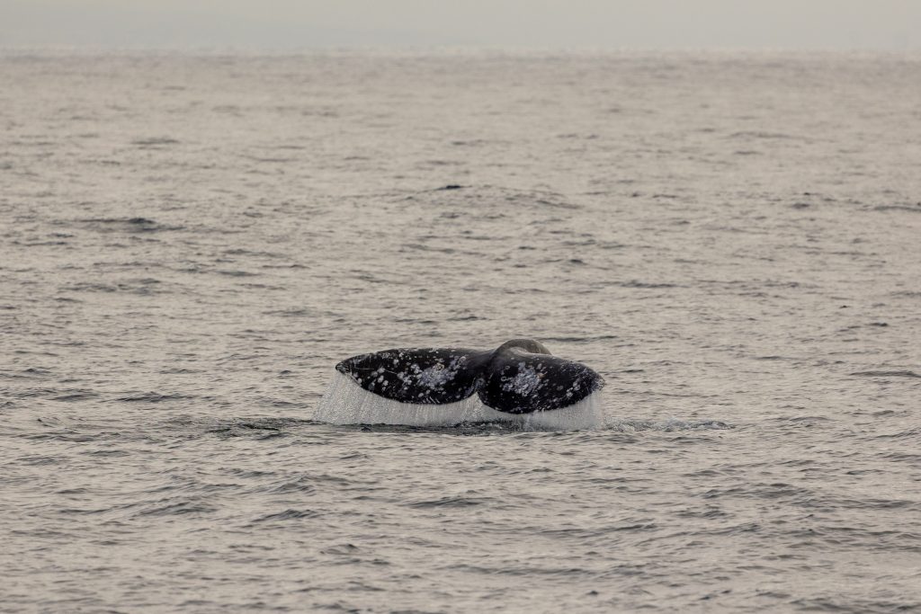217A0030 | San Diego Whale Watch 1