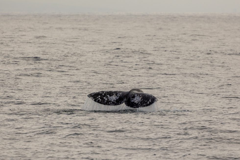 January 25 2024 January 25th 2024 San Diego Whale Watch   217A0030 980x653 