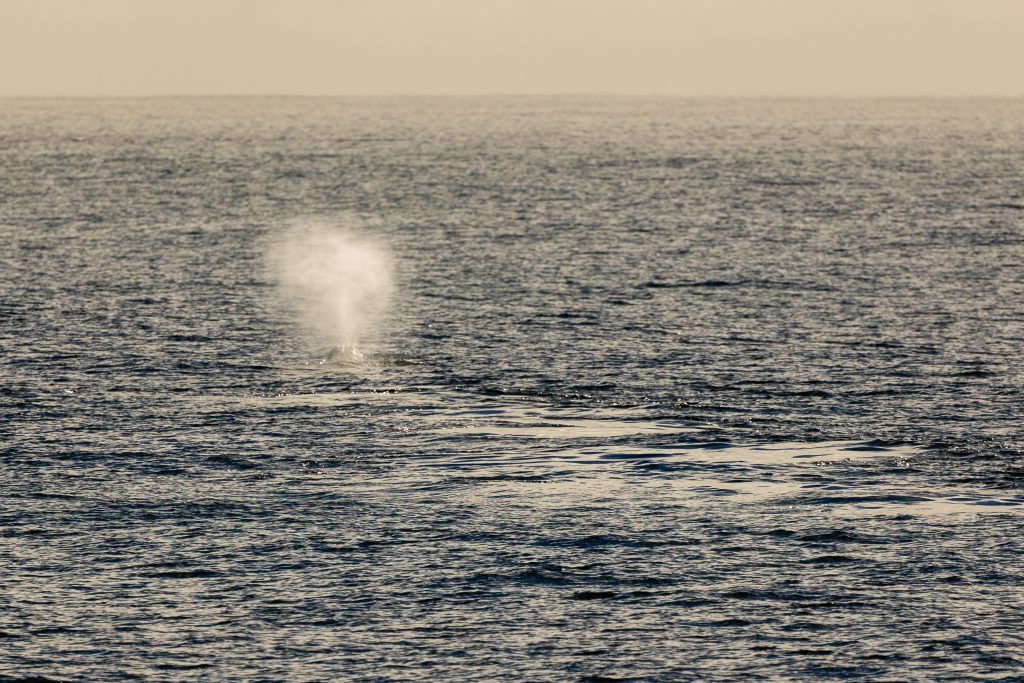 217A0572 | San Diego Whale Watch 3