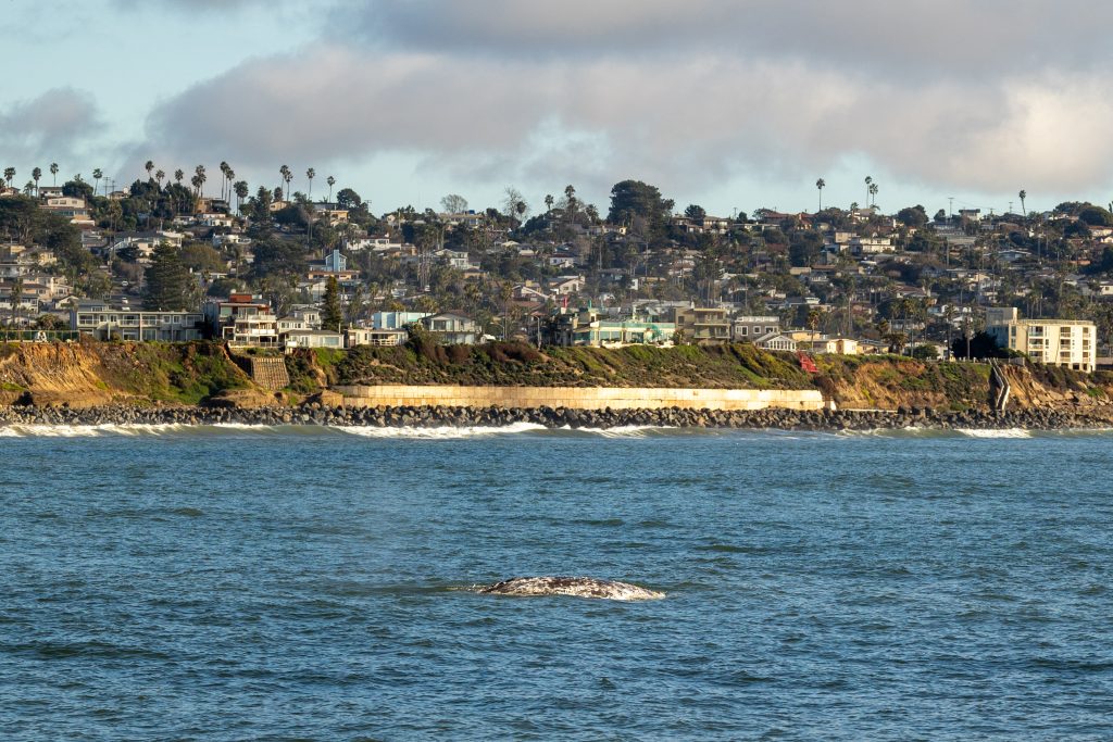 217A0827 | San Diego Whale Watch 5