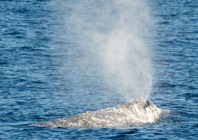 217A0899 | San Diego Whale Watch 48