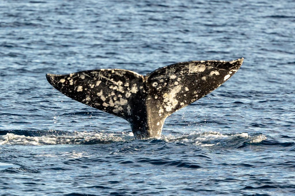 Migrating Gray Whales and Dolphins Galore