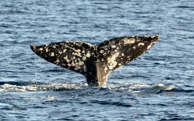 A Day of Wonders: Migrating Gray Whales and Dolphins Galore! – January 2, 2024