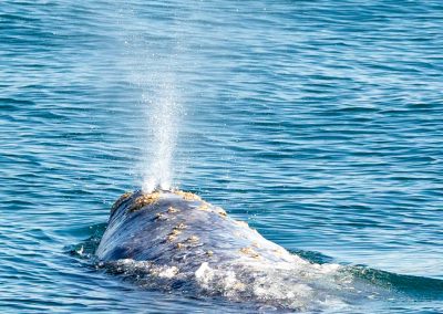217A1303 | San Diego Whale Watch 92