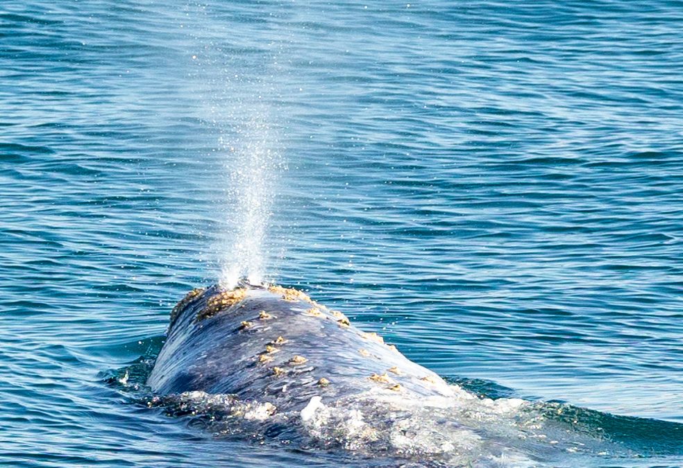 Watching Gray Whales and Dolphins – January 5, 2024