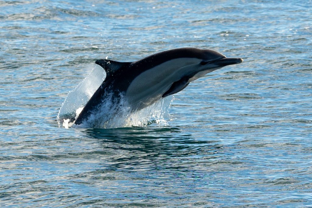Whale and Dolphin Spectacle: Gray Whales and Dolphins Delight