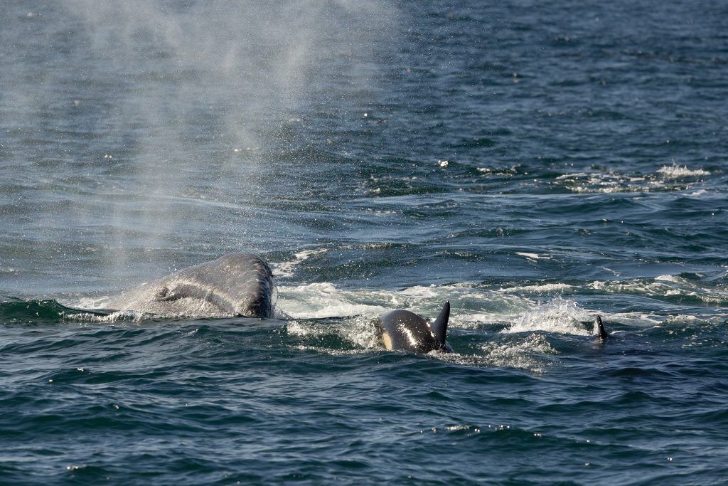 217A1616 | San Diego Whale Watch 9
