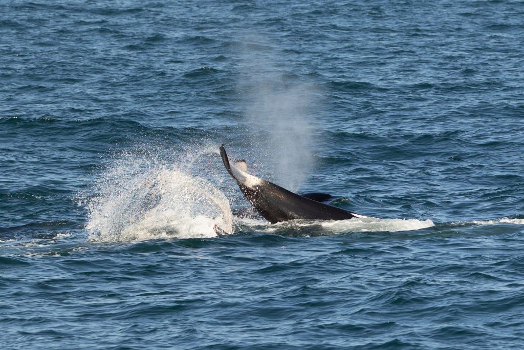 217A1730 | San Diego Whale Watch 13