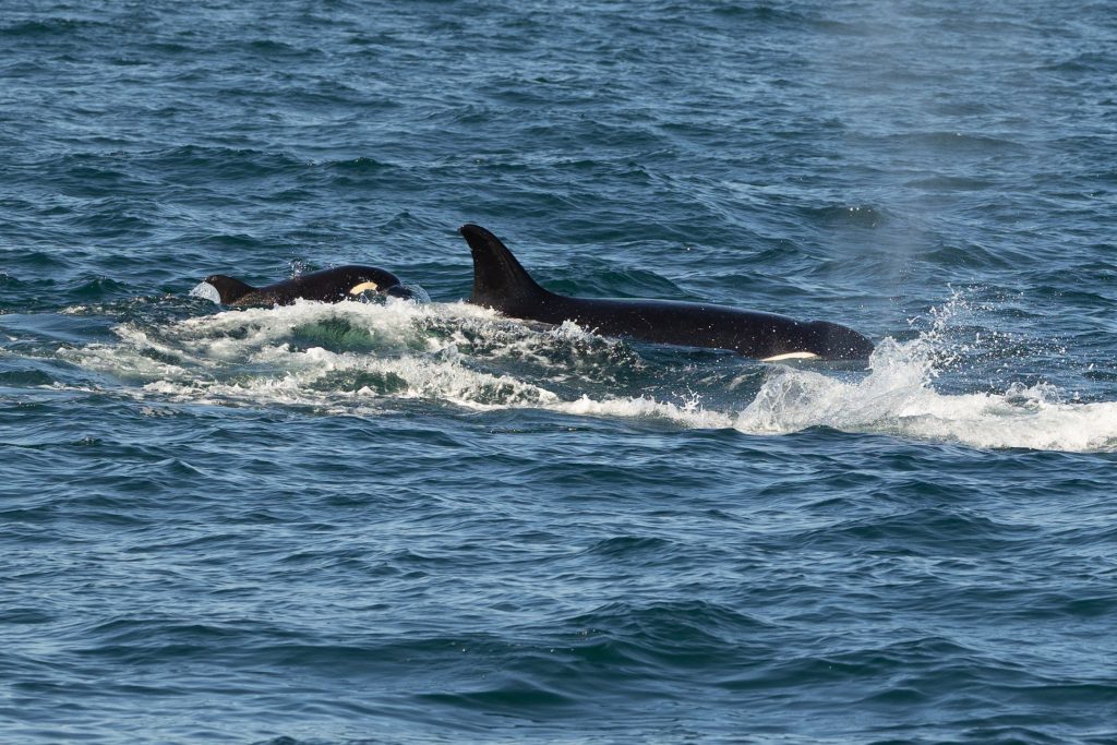 217A1734 | San Diego Whale Watch 11