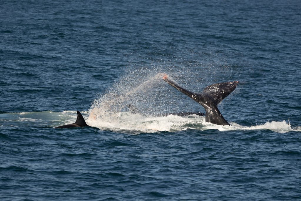 217A1856 | San Diego Whale Watch 5