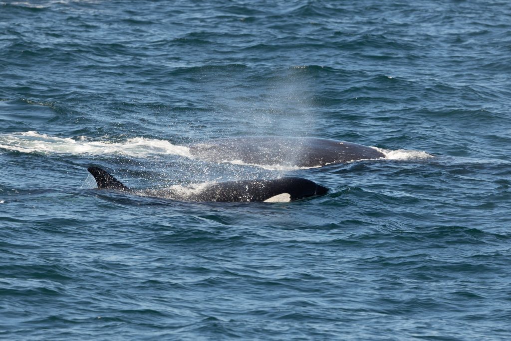 217A1914 | San Diego Whale Watch 15
