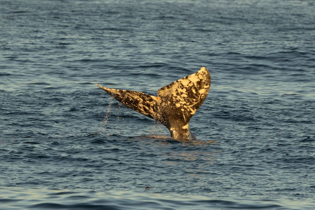 Whale and Dolphin Spectacle: Gray Whales and Dolphins Delight