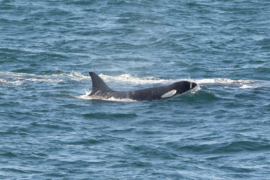 217A2013 | San Diego Whale Watch 1