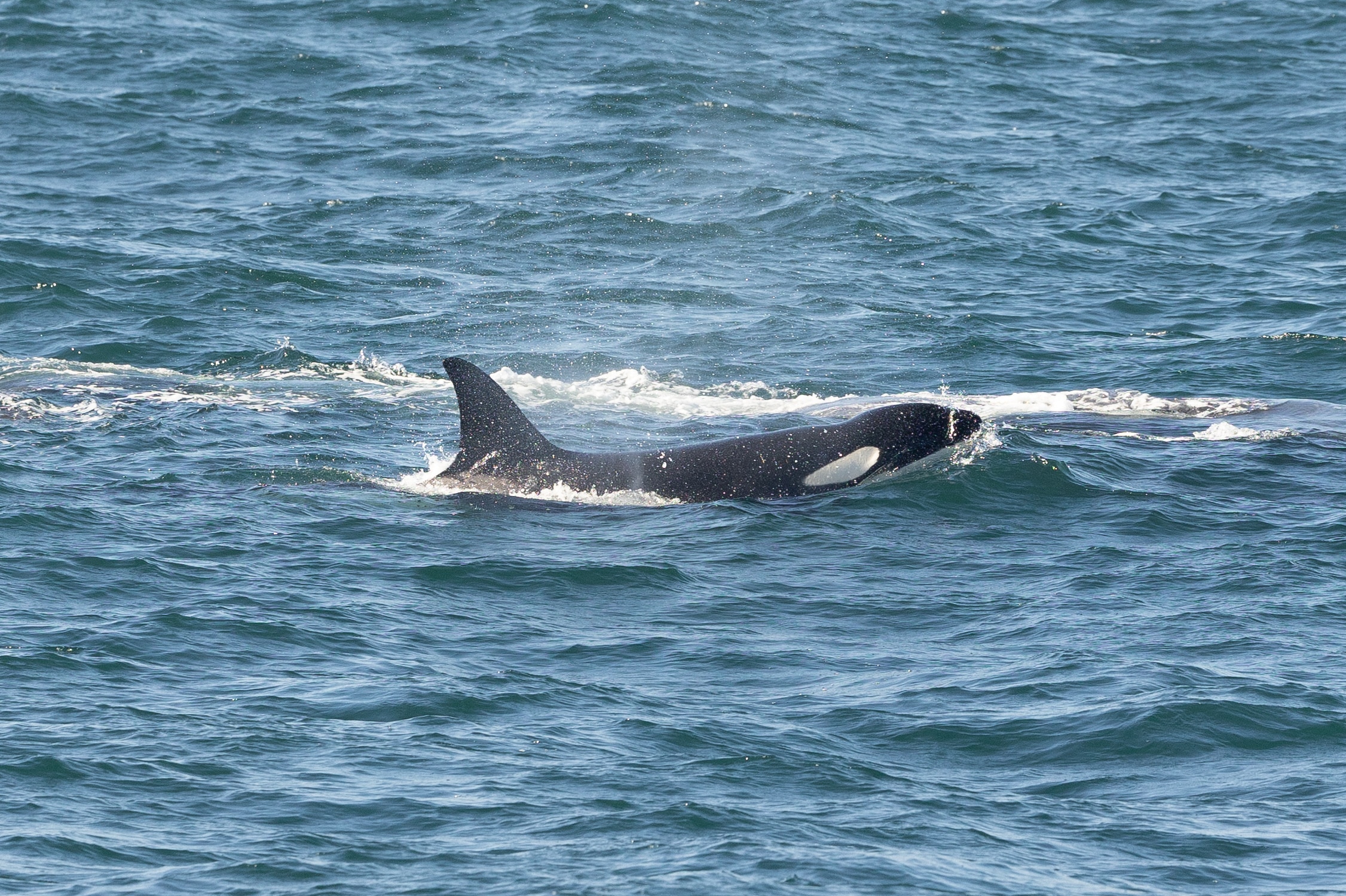 Recent Whale Sightings - Whale Watching Season San Diego