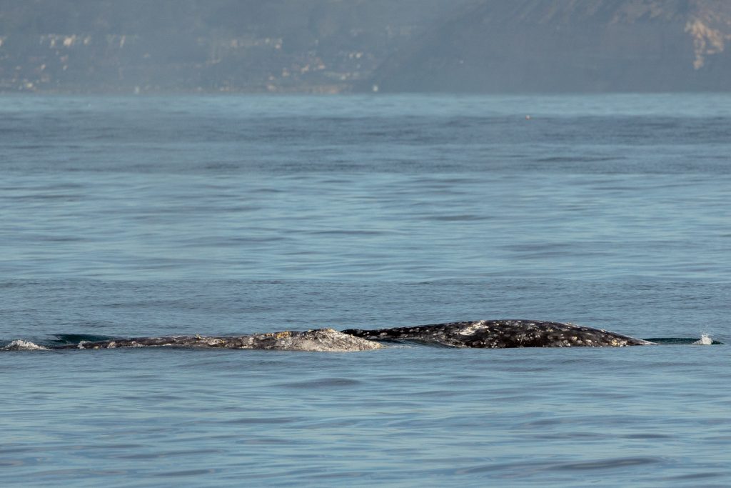 217A2144 | San Diego Whale Watch 17