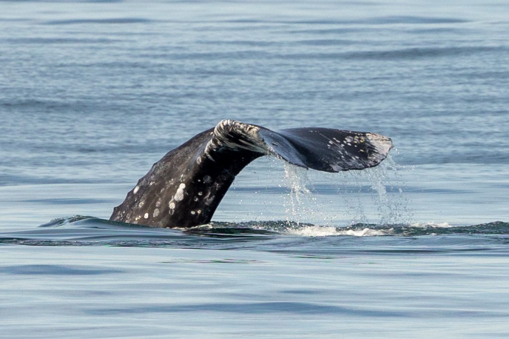 217A2181 | San Diego Whale Watch 13