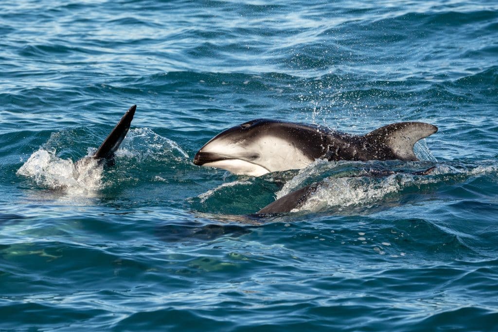 Encounter with 15 Pacific White-Sided and 3 Inshore Bottlenose Dolphins