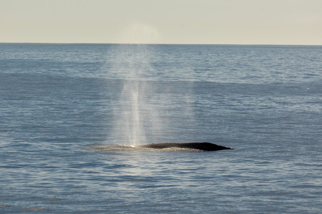 217A3069 | San Diego Whale Watch 19
