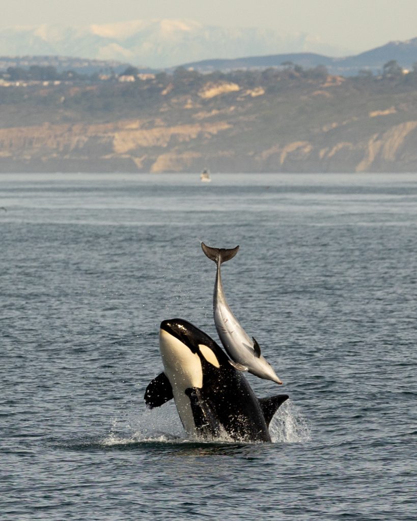 217A3225 | San Diego Whale Watch 9