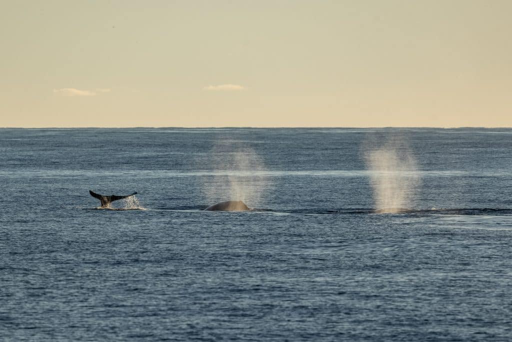 three Grey whales travelling southbound
