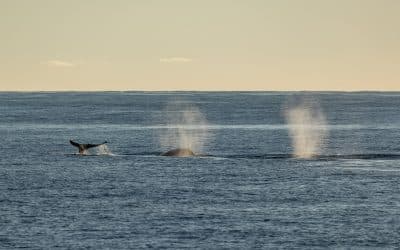 Three Grey Whales Travelling Southbound – January 9, 2024