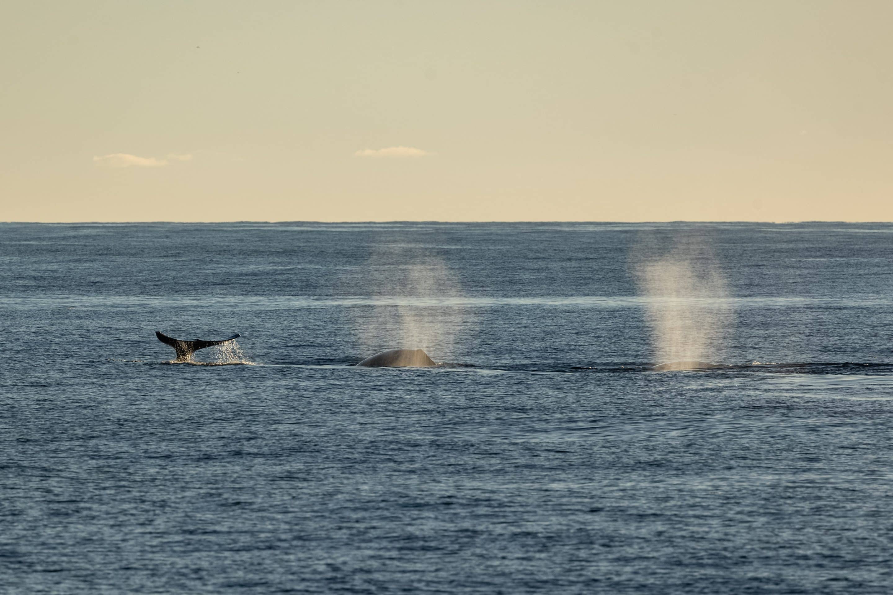 Recent Whale Sightings - Whale Watching Season San Diego