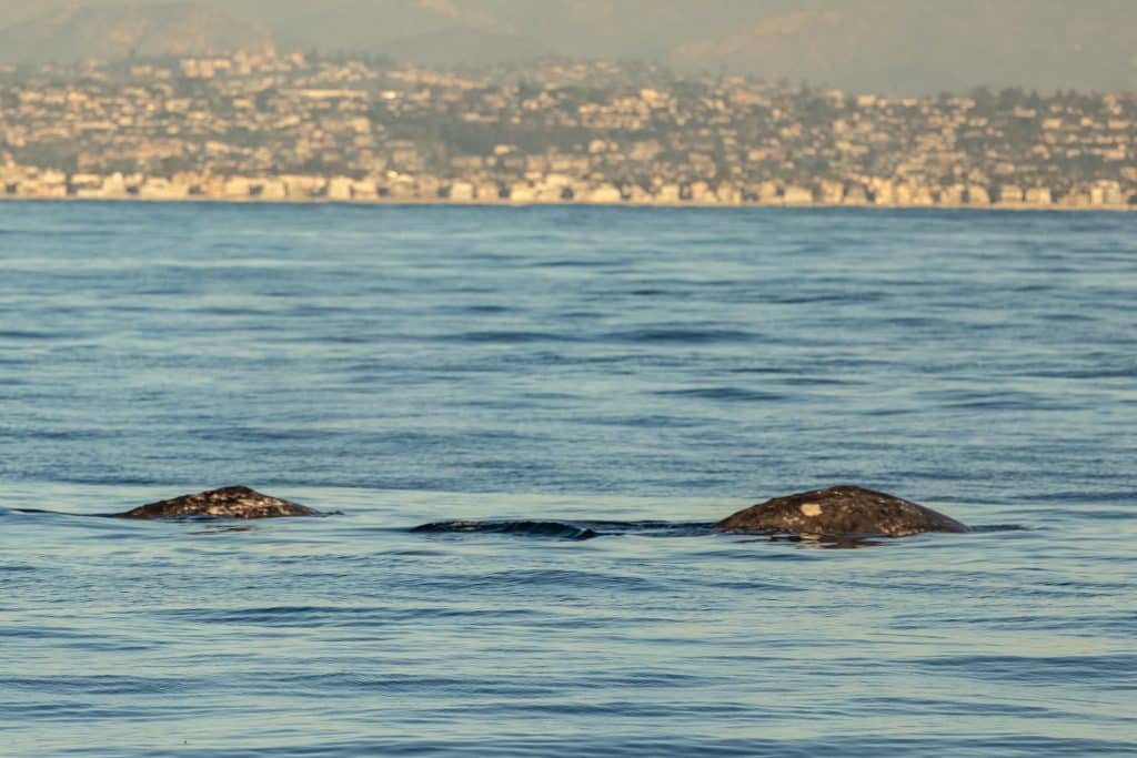 Best Time To See Grey Whales