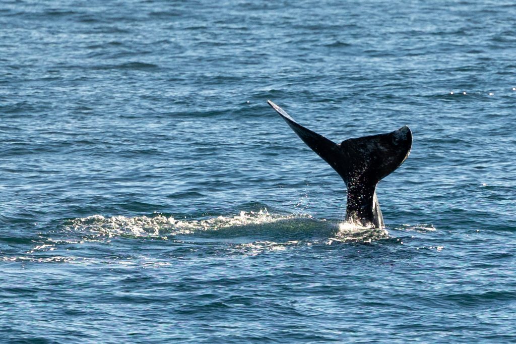 217A3574 | San Diego Whale Watch 7