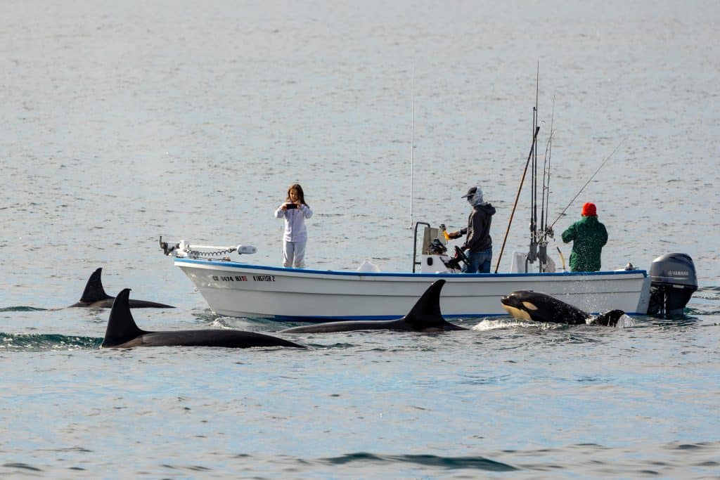 217A3700 | San Diego Whale Watch 1