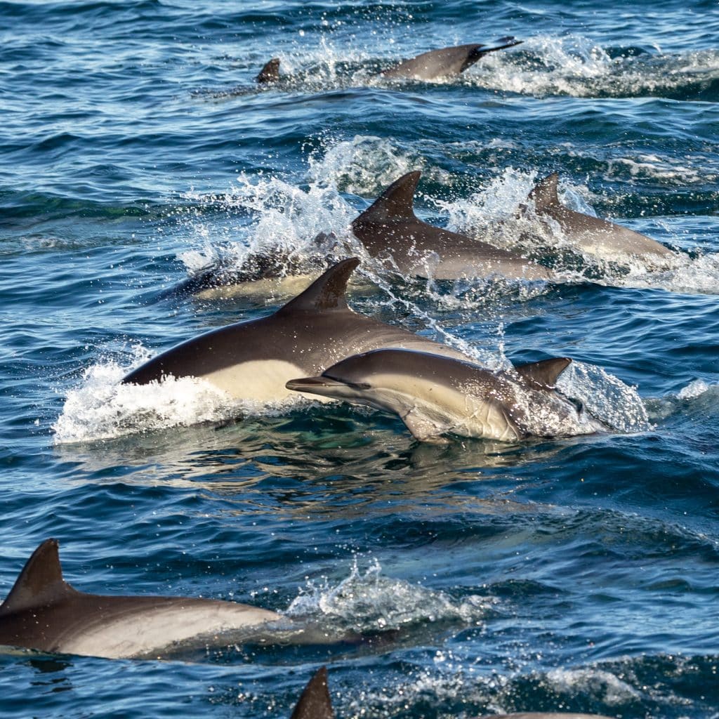 217A3924 | San Diego Whale Watch 1