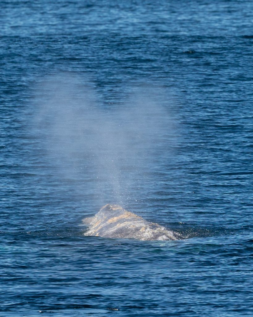 217A4112 1 | San Diego Whale Watch 5